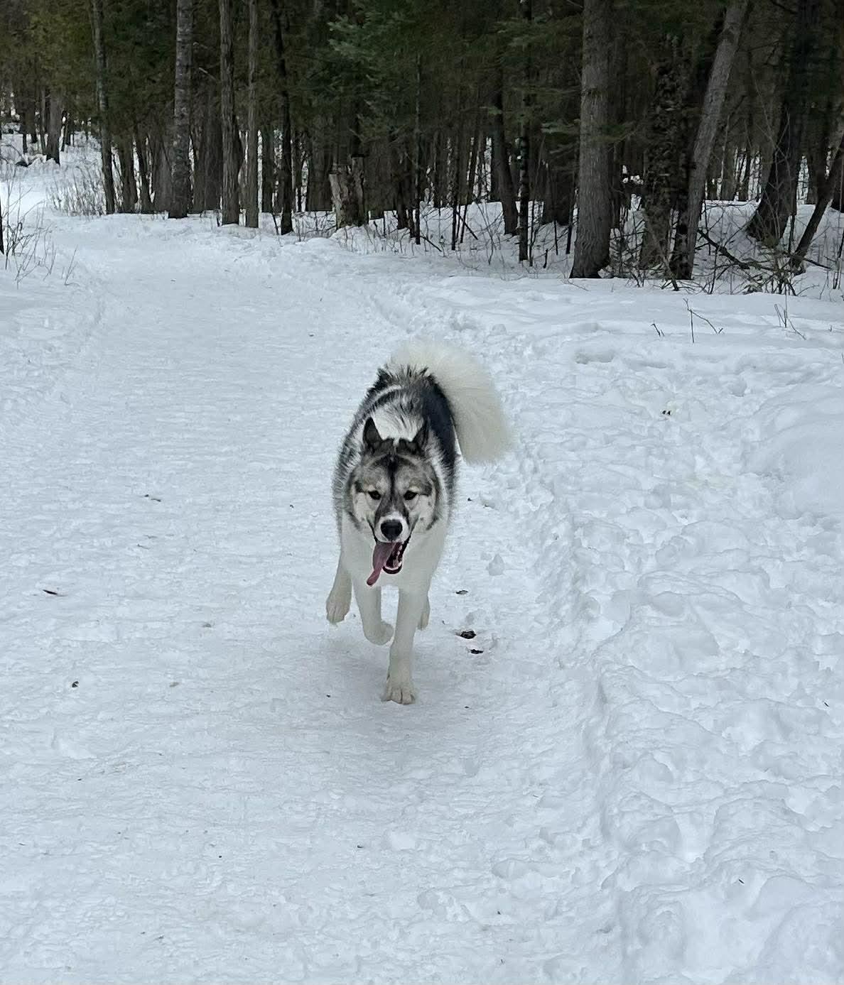 Enlarge Ally 26-032, a ADOPTABLE Canadian Eskimo Dog in Westmeath, ON image 1/1