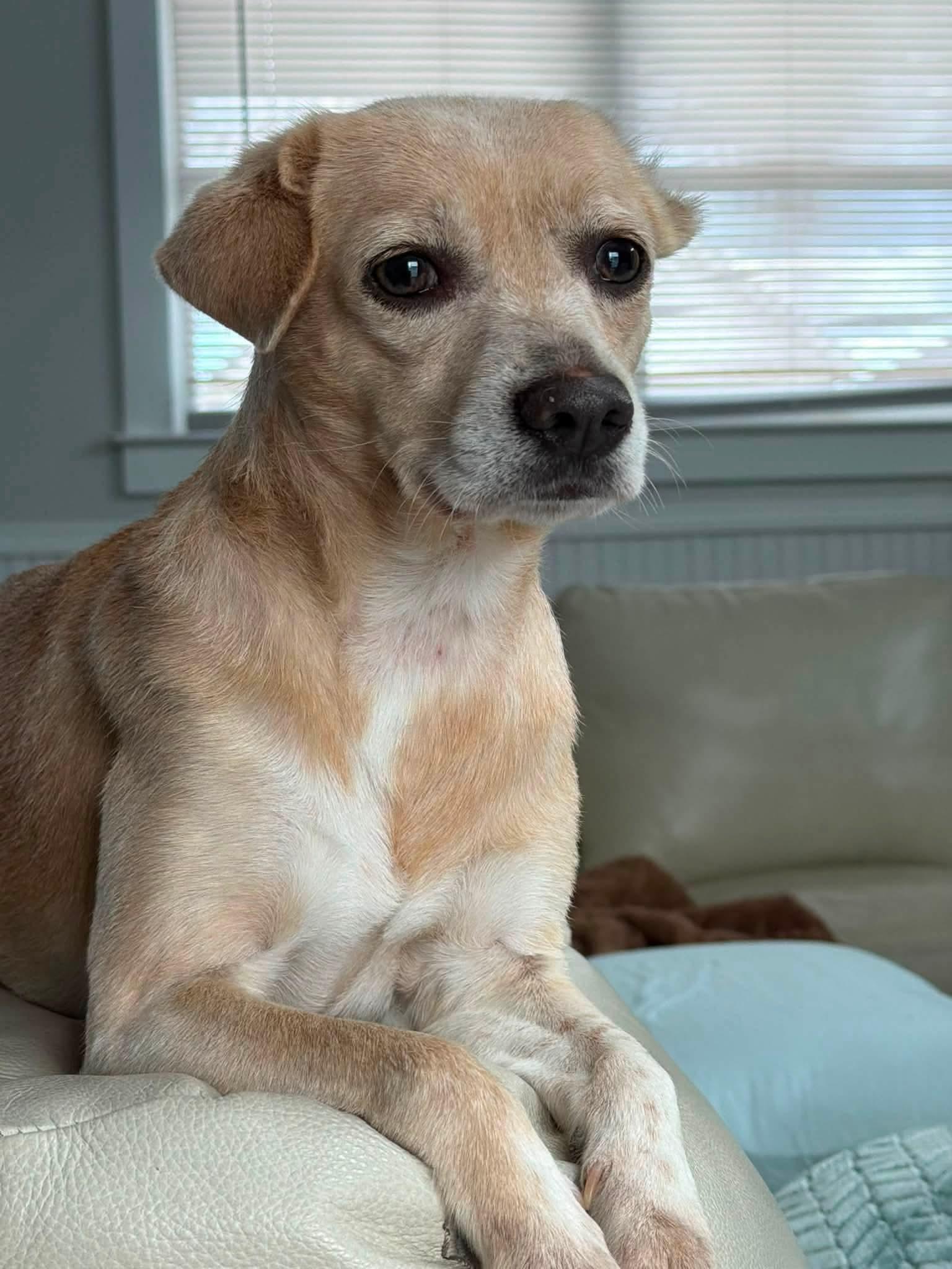 Enlarge ROSE, an adoptable mixed breed in Browns Mills, NJ image 3/5