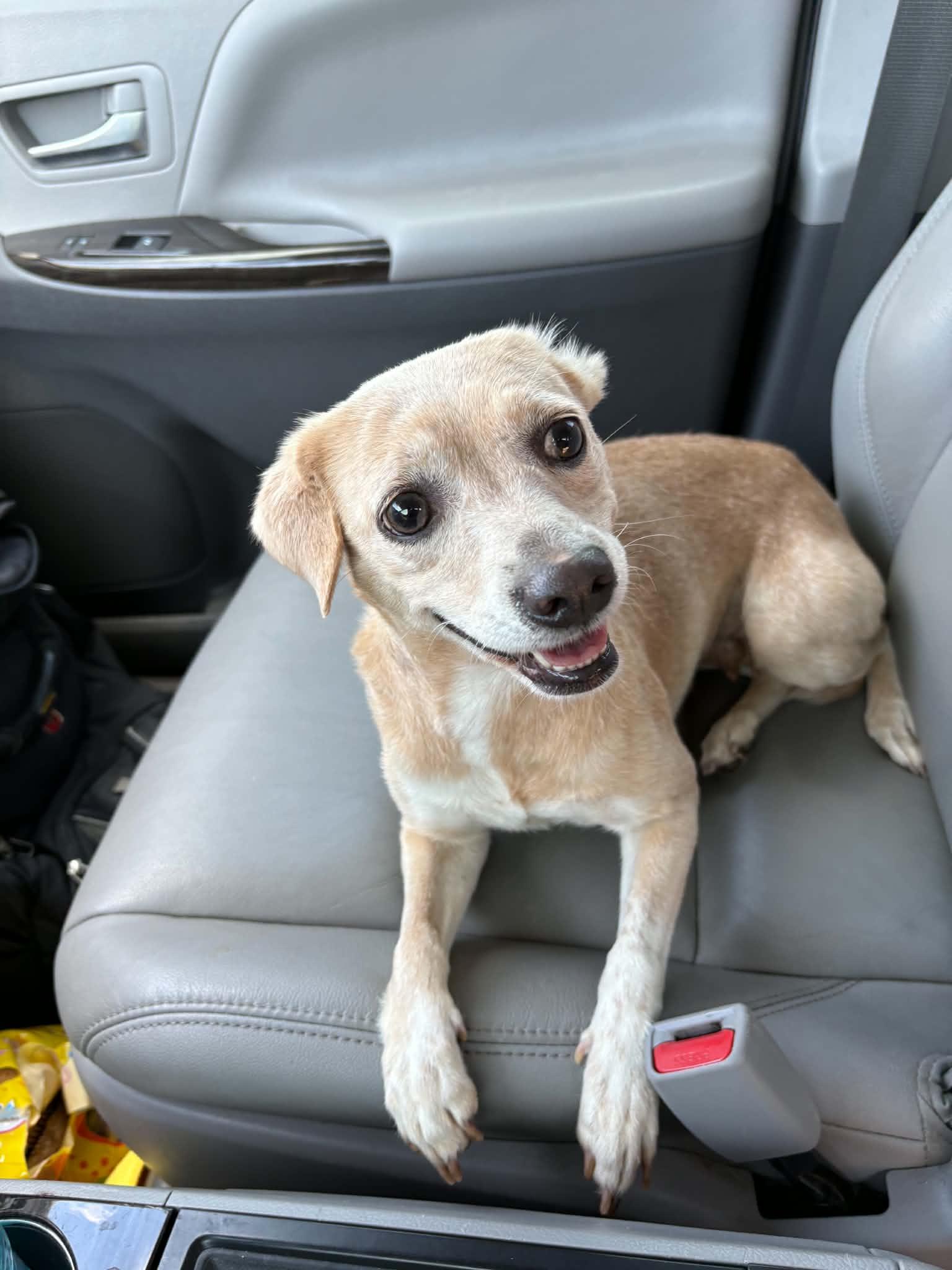 ROSE, adoptable, Adult Female Chihuahua.