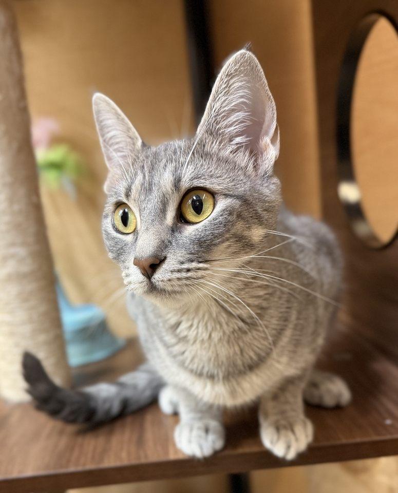 Grace, Adult Female American Shorthair