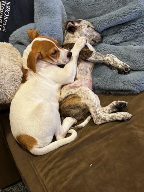 Enlarge Capellini , a Adoptable mixed breed in Grafton, MA image 5/6