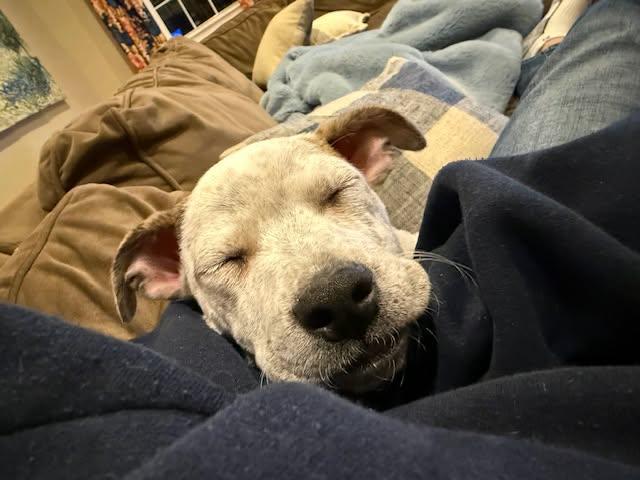 Enlarge Capellini , a Adoptable mixed breed in Grafton, MA image 3/6