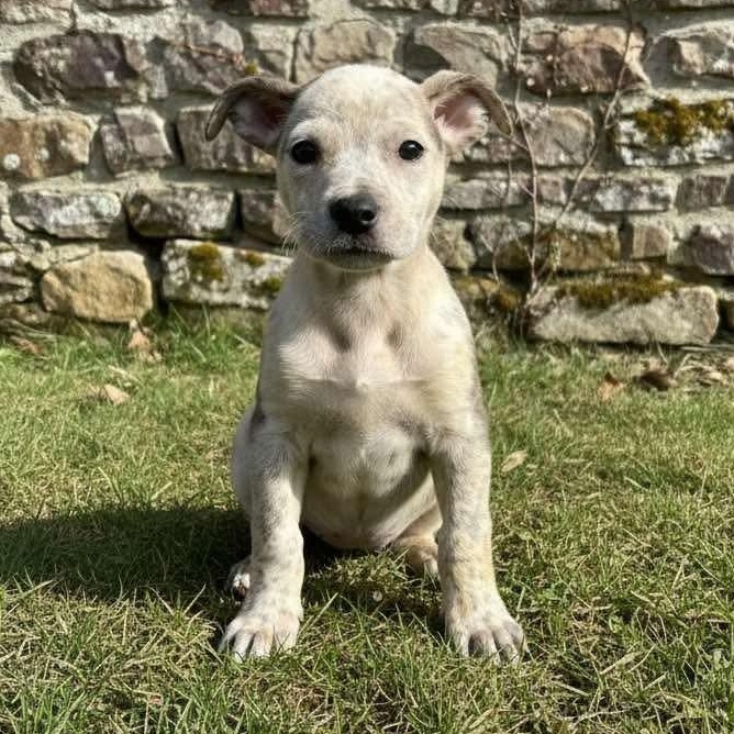 Capellini , a Adoptable mixed breed in Chepachet, RI image 1/3