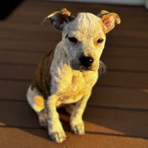 Enlarge Capellini , a Adoptable mixed breed in Grafton, MA image 1/6