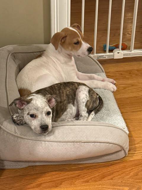 Enlarge Capellini , a Adoptable mixed breed in Grafton, MA image 2/6