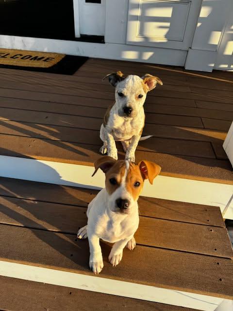 Enlarge Capellini , a Adoptable mixed breed in Grafton, MA image 6/6