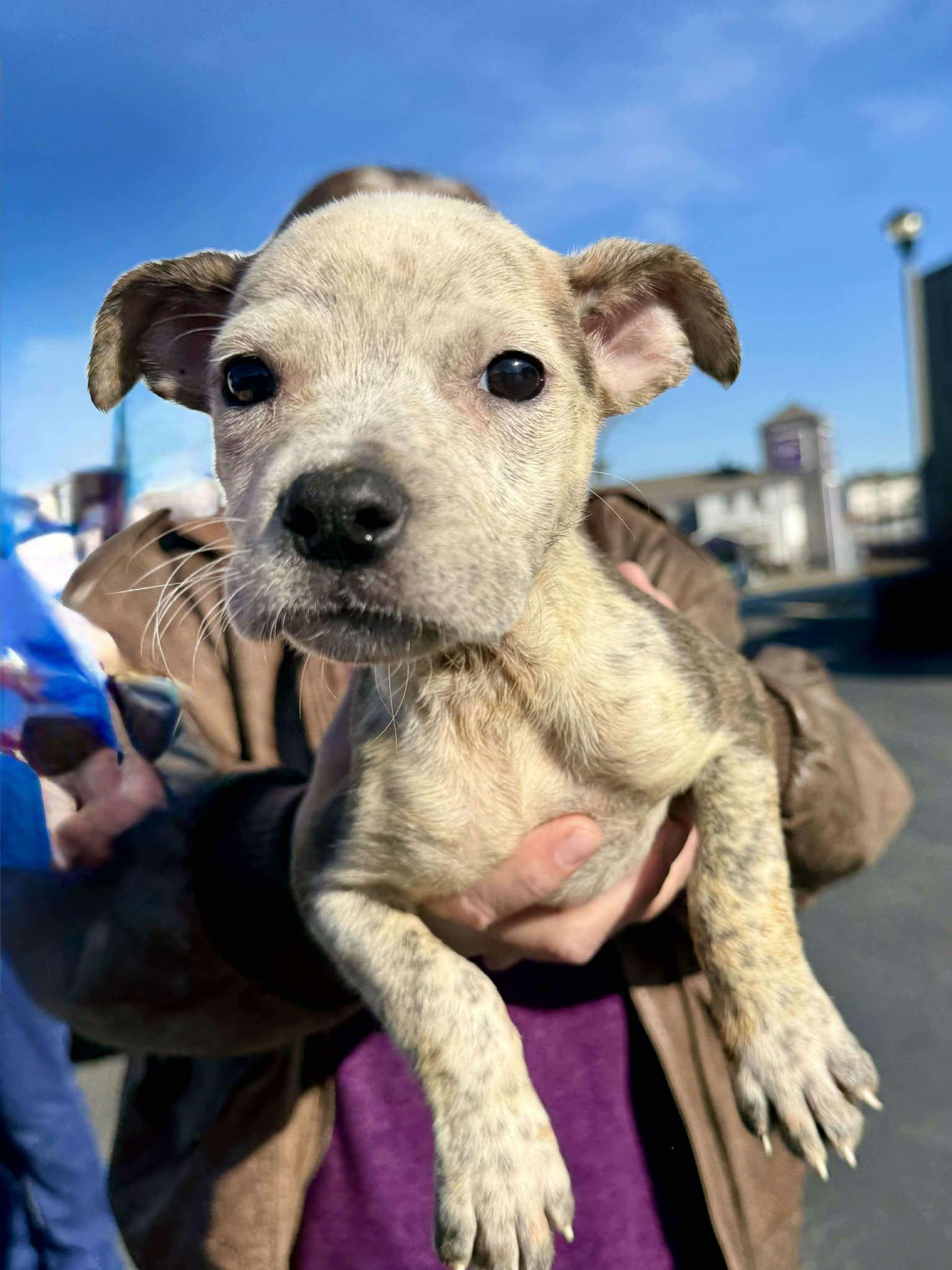Capellini , Adoptable, Puppy Male Terrier.