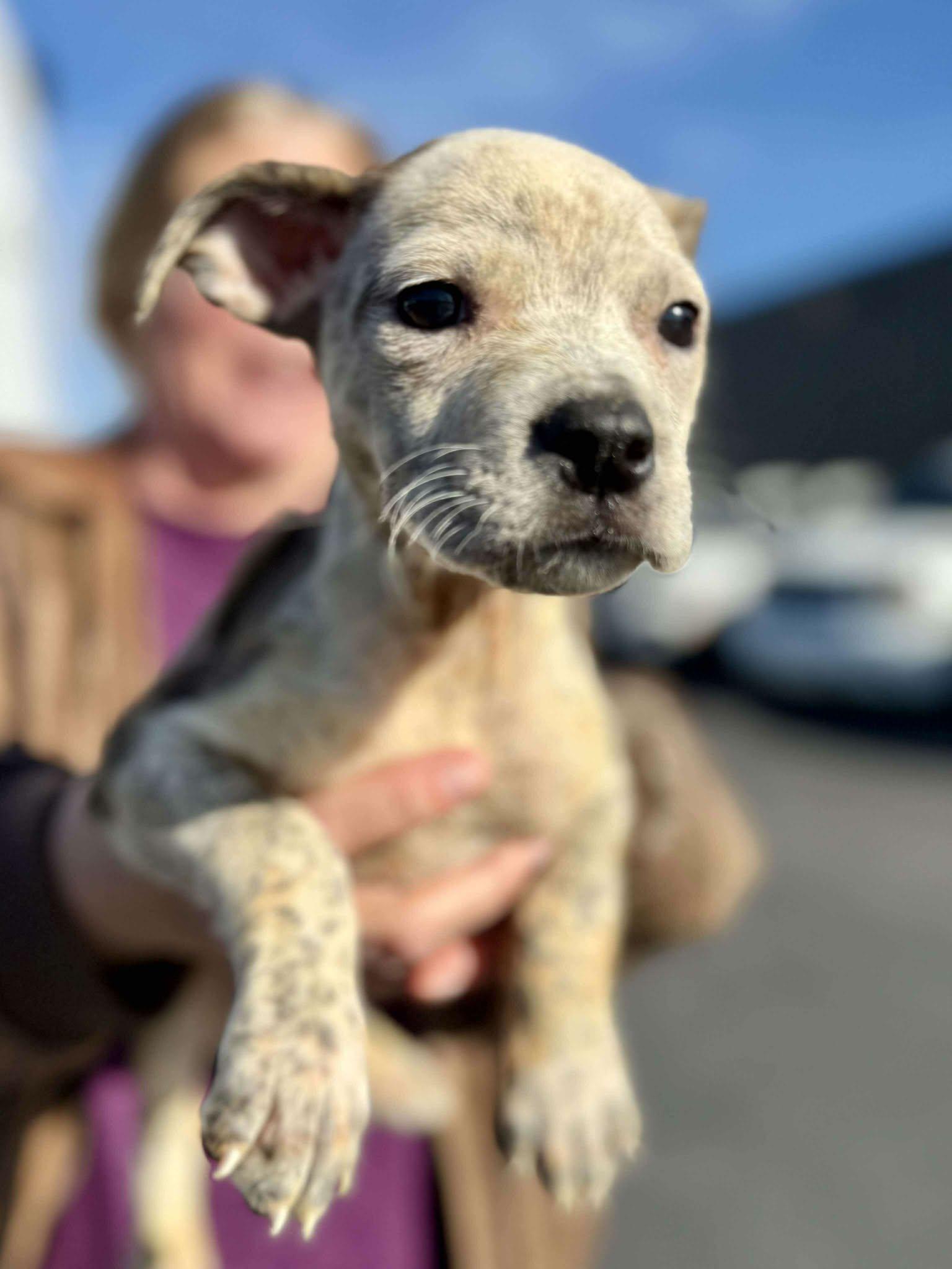 Capellini , a Adoptable mixed breed in Chepachet, RI image 3/3
