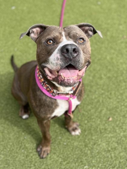Enlarge Kreed, a Adoptable mixed breed in Fishers, IN image 2/3