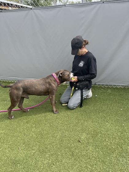 Enlarge Kreed, a Adoptable mixed breed in Fishers, IN image 3/3