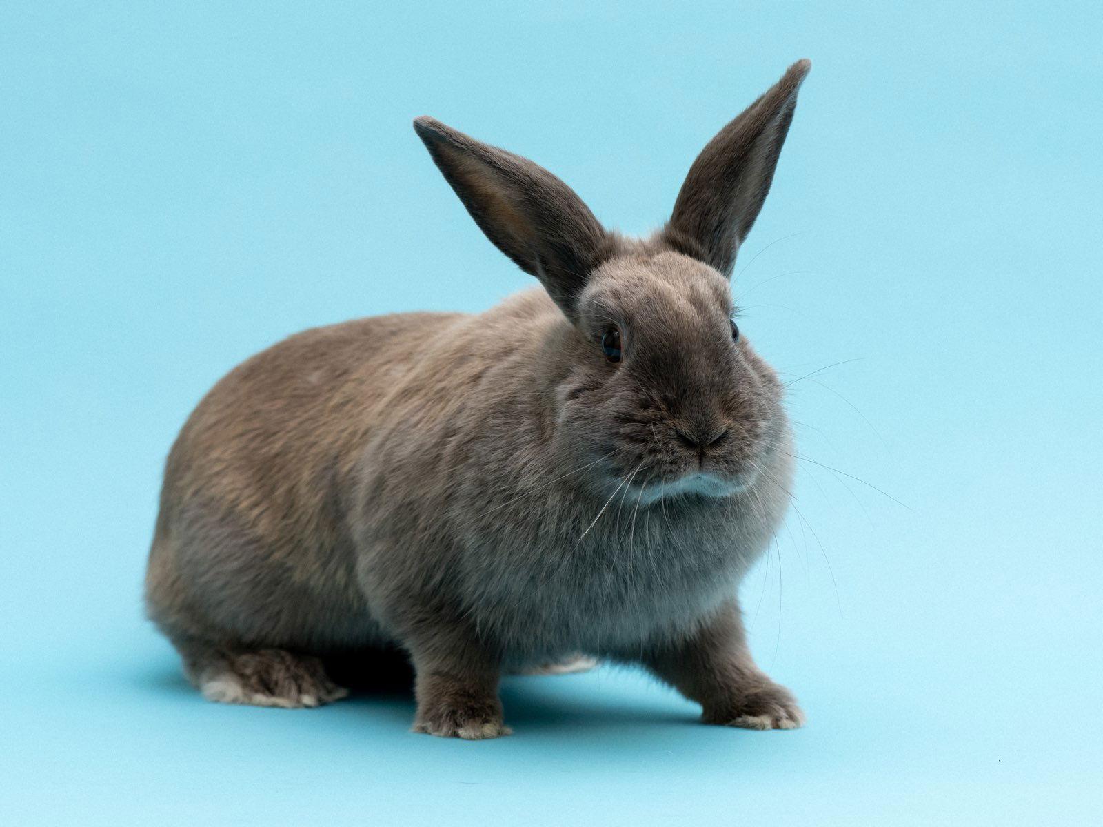 Bungee, Adoptable, Adult Female American.