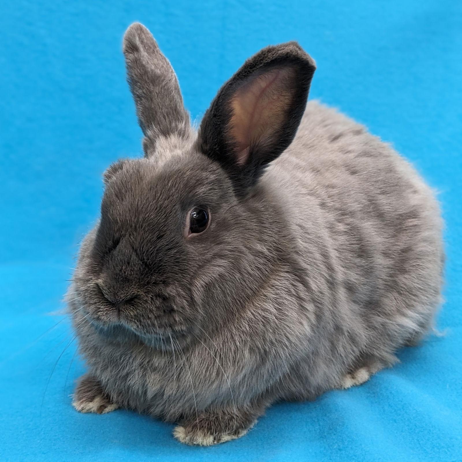 Enlarge Bungee, a Adoptable American in Antioch, CA image 2/2