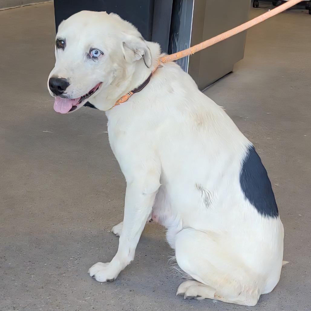 Enlarge Katy, a Adoptable Mixed Breed in Las Cruces, NM image 1/6