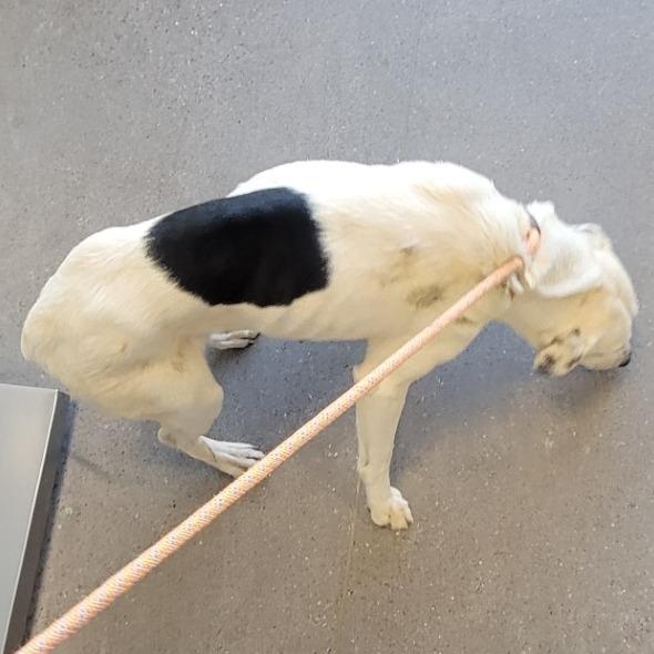Enlarge Katy, a Adoptable Mixed Breed in Las Cruces, NM image 2/6