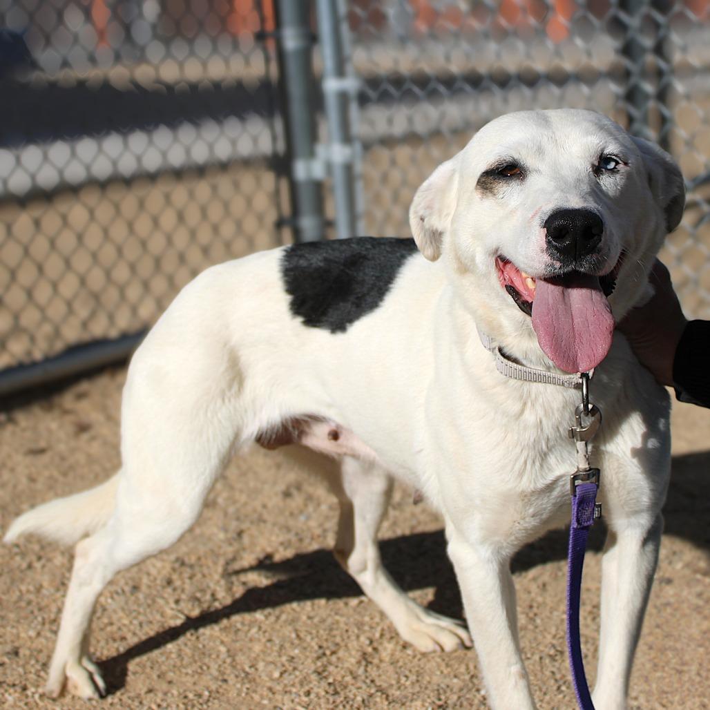 Enlarge Katy, a Adoptable Mixed Breed in Las Cruces, NM image 2/5