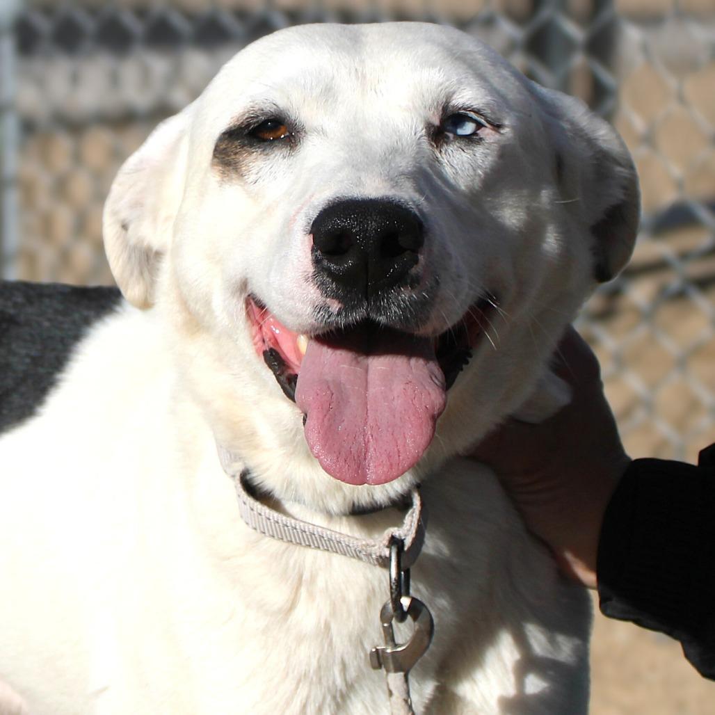 Enlarge Katy, a Adoptable Mixed Breed in Las Cruces, NM image 3/6