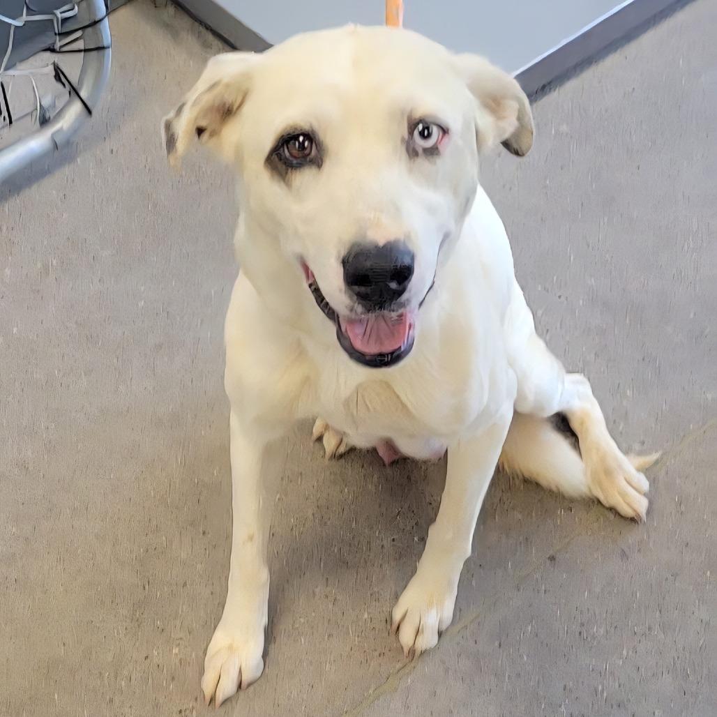 Enlarge Katy, a Adoptable Mixed Breed in Las Cruces, NM image 4/6