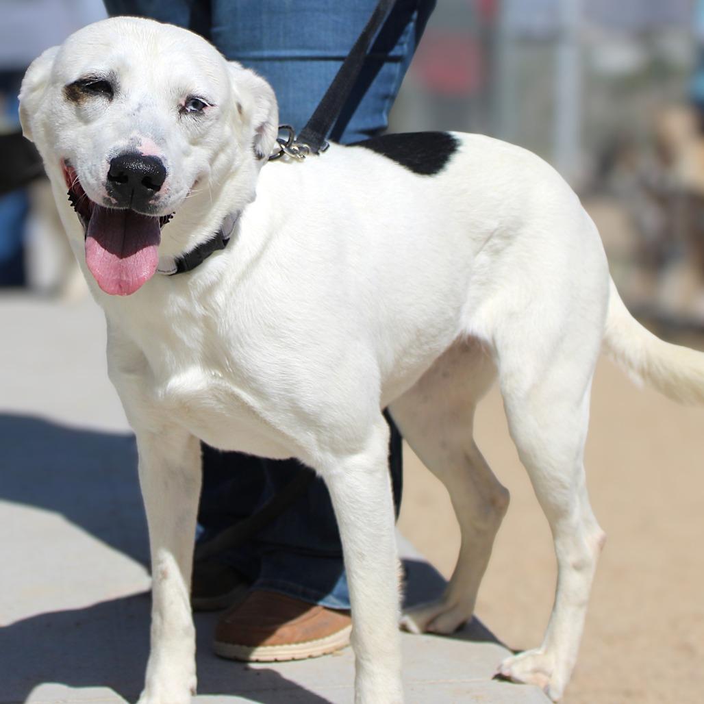 Enlarge Katy, a Adoptable Mixed Breed in Las Cruces, NM image 5/6