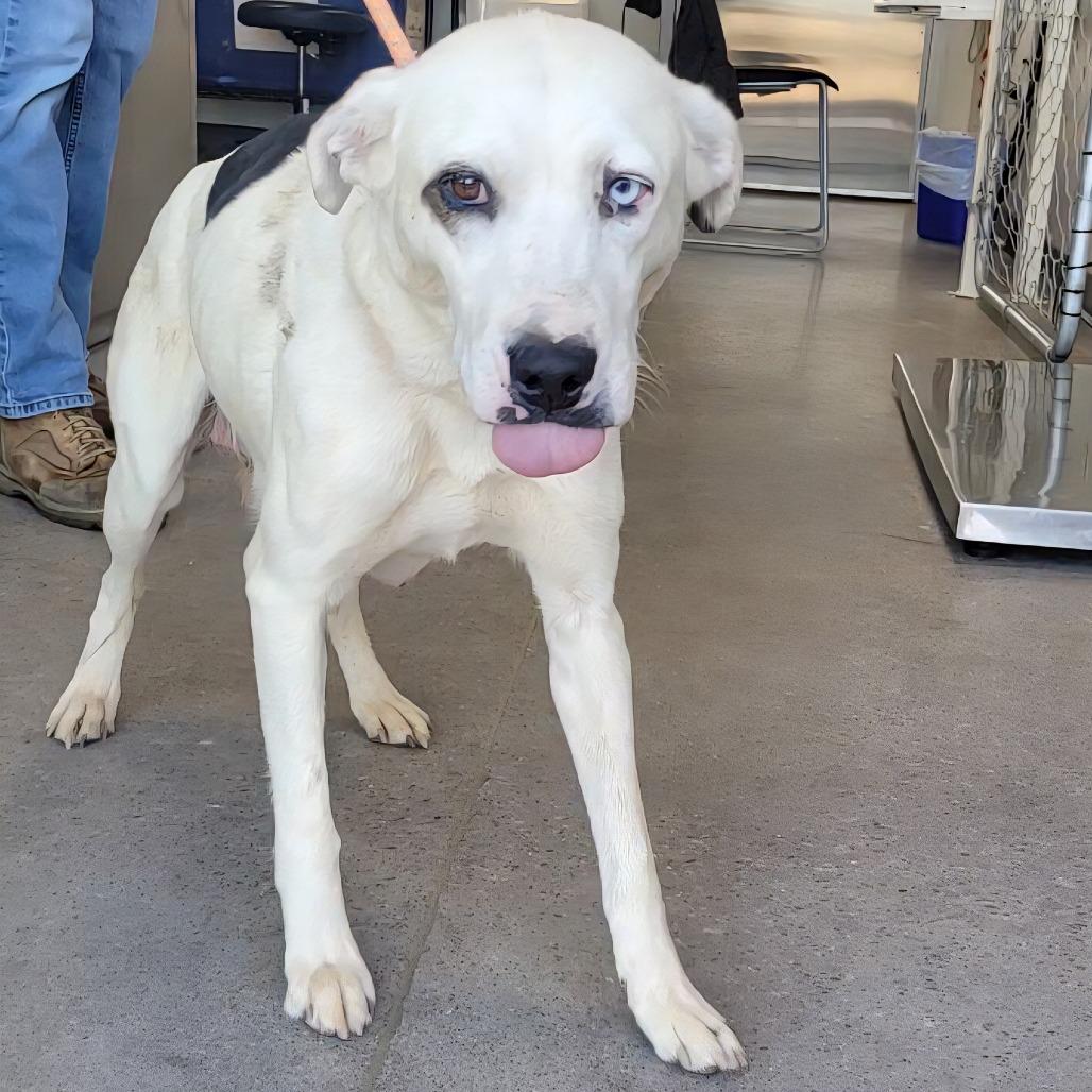 Enlarge Katy, a Adoptable Mixed Breed in Las Cruces, NM image 6/6