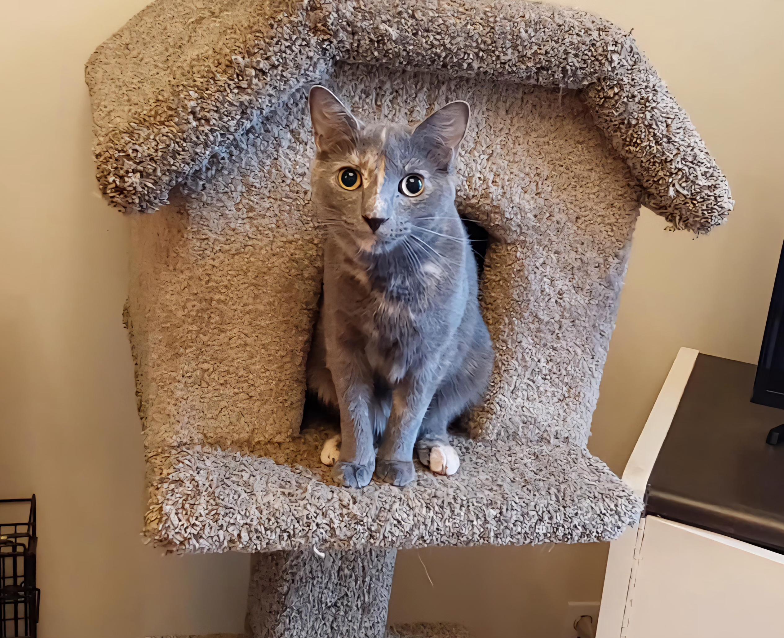 Georgia, Adoptable, Young Female Dilute Tortoiseshell.