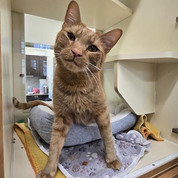 Enlarge Eugene, a ADOPTABLE Domestic Short Hair in Prince Frederick, MD image 2/3