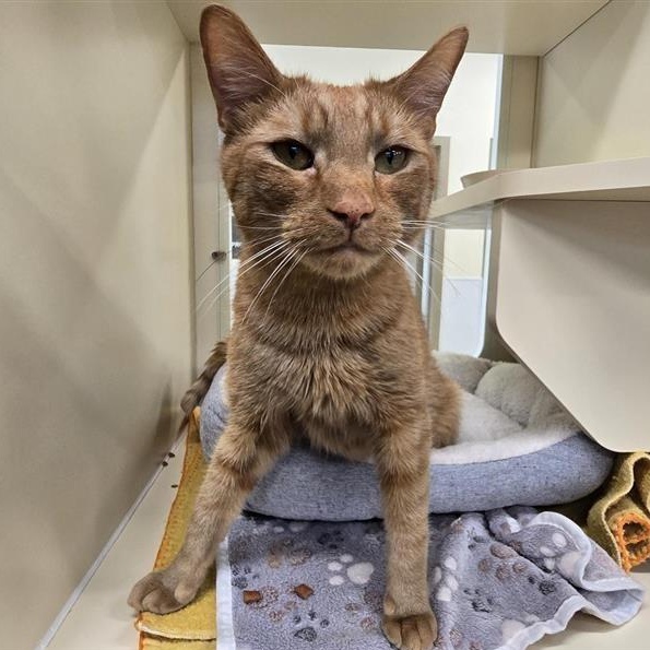 Enlarge Eugene, a ADOPTABLE Domestic Short Hair in Prince Frederick, MD image 3/3