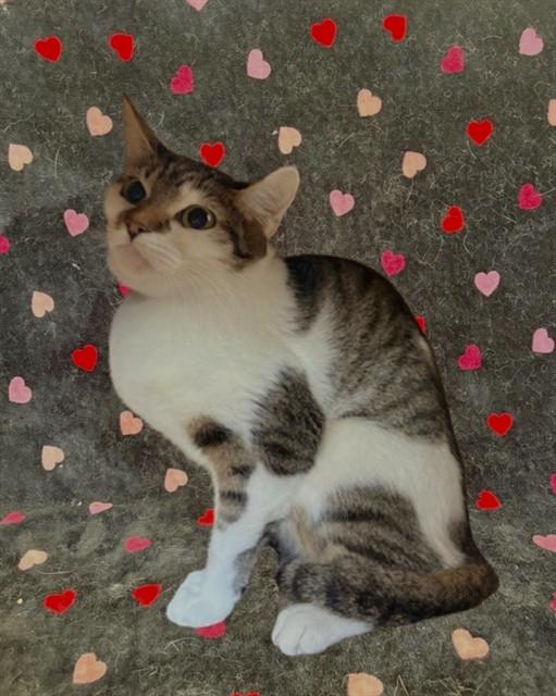 TULIP, Adoptable, Young Female Domestic Short Hair.