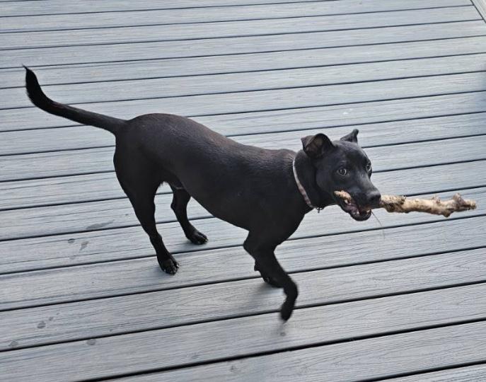 Spongebob Squarepants, an adopted mixed breed in Pleasant View, TN image 4/6