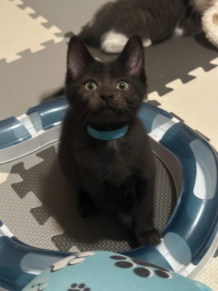 Proposal, Adoptable, Kitten Male Domestic Medium Hair & Domestic Medium Hair.