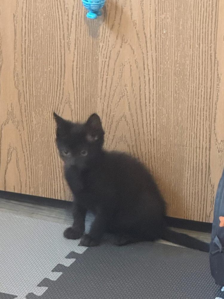 Enlarge Proposal, a Adoptable mixed breed in Poplar Grove, IL image 2/6