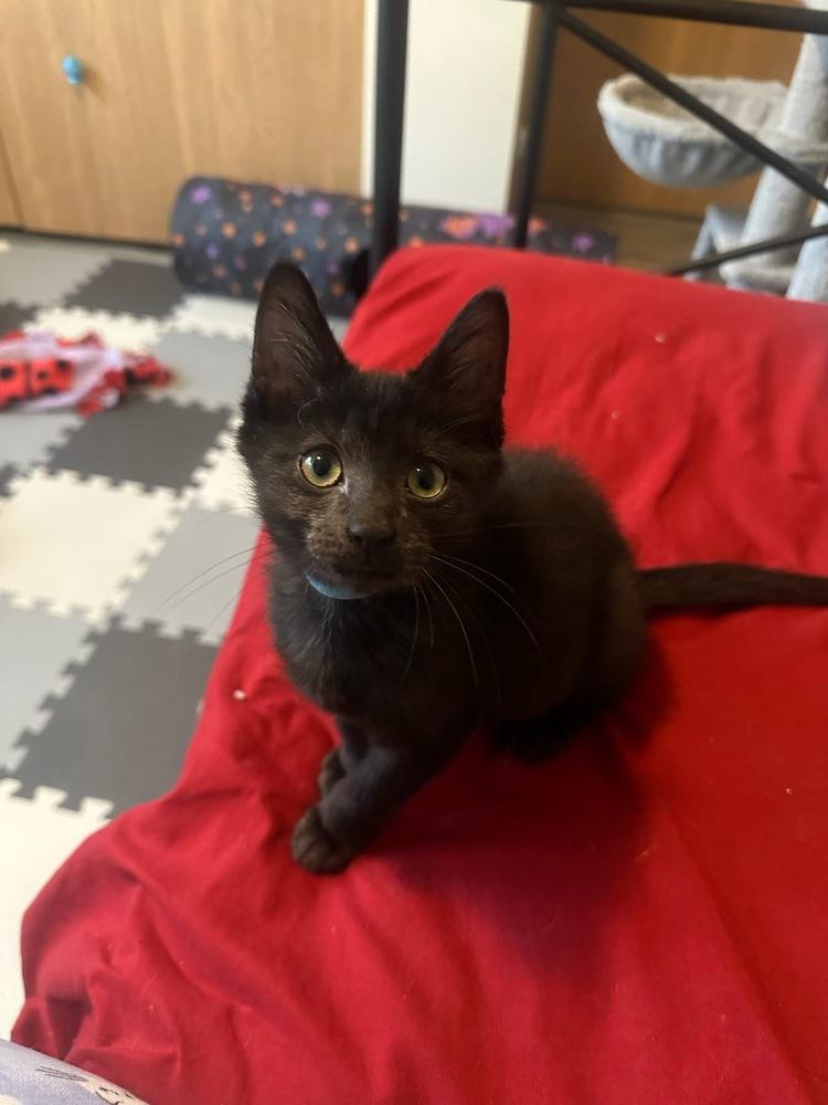 Enlarge Proposal, a Adoptable mixed breed in Poplar Grove, IL image 3/6