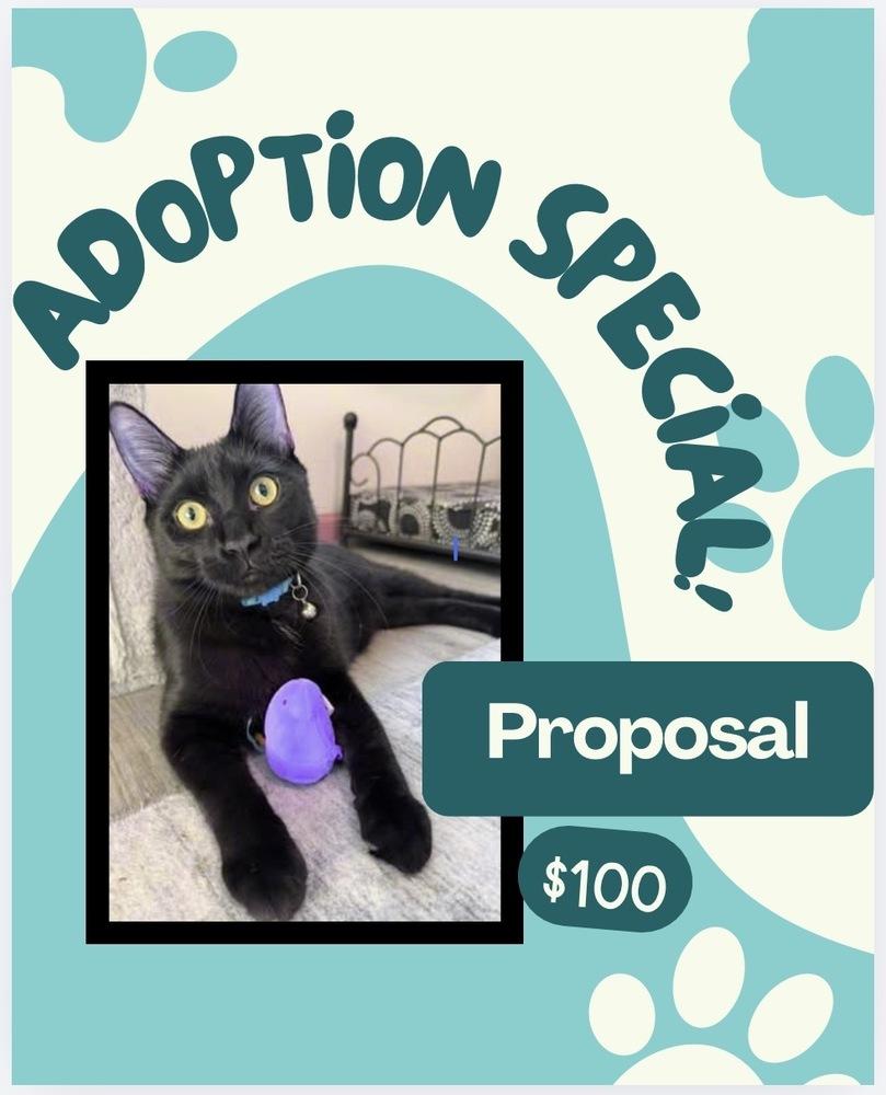 Enlarge Proposal, a Adoptable mixed breed in Poplar Grove, IL image 4/6