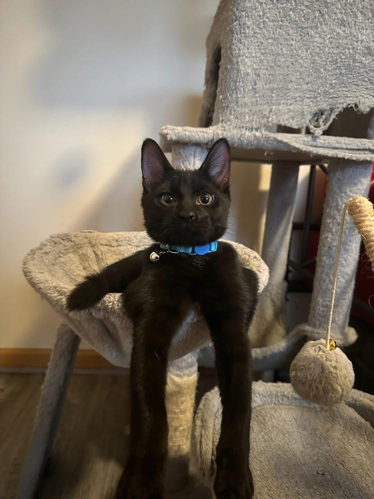 Enlarge Proposal, a Adoptable mixed breed in Poplar Grove, IL image 5/6