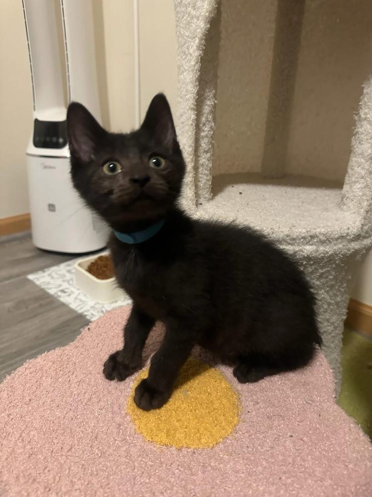 Enlarge Proposal, a Adoptable mixed breed in Poplar Grove, IL image 6/6