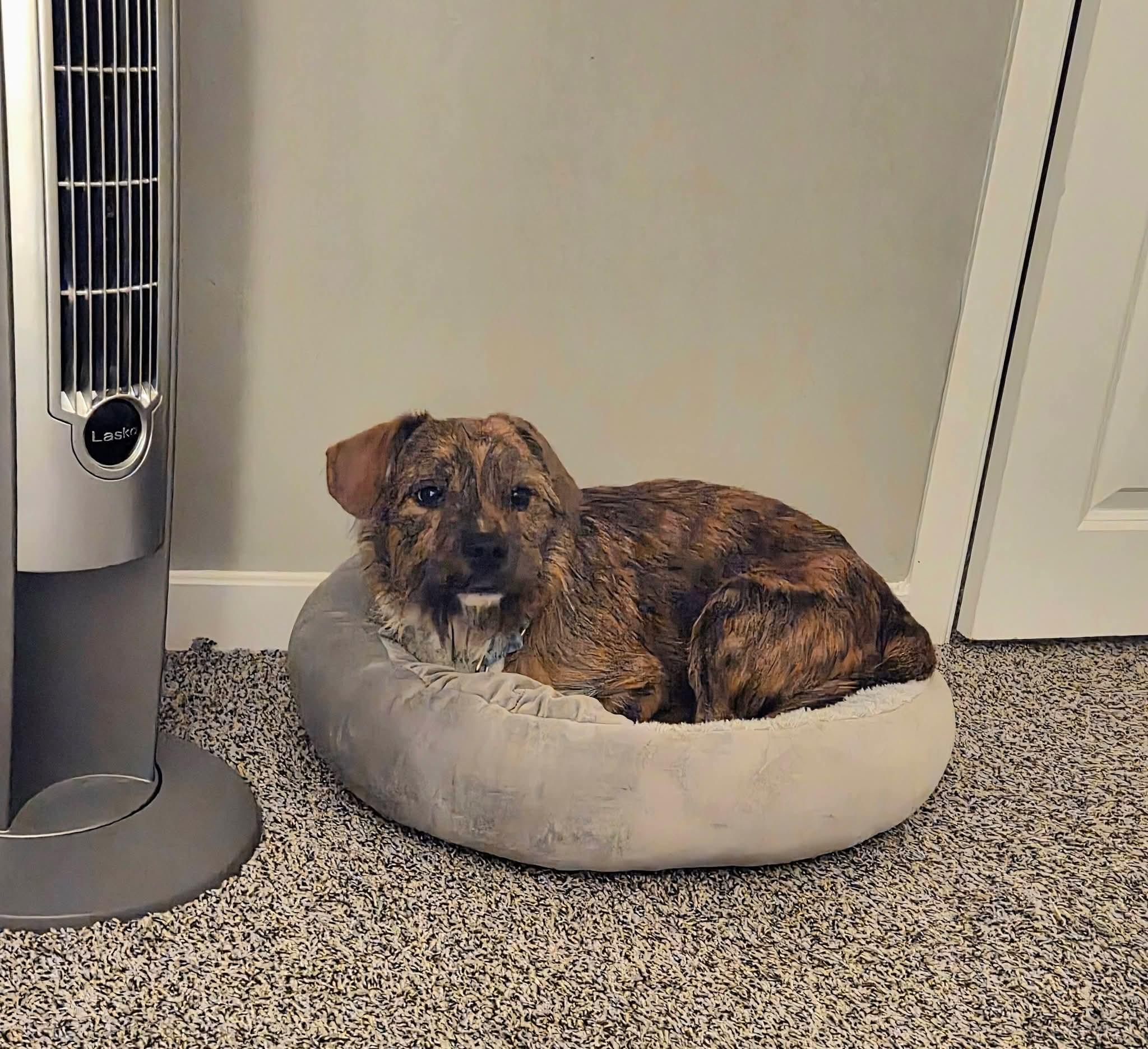 Enlarge DOUGLAS    $425, a ADOPTABLE mixed breed in Milwaukee, WI image 4/5