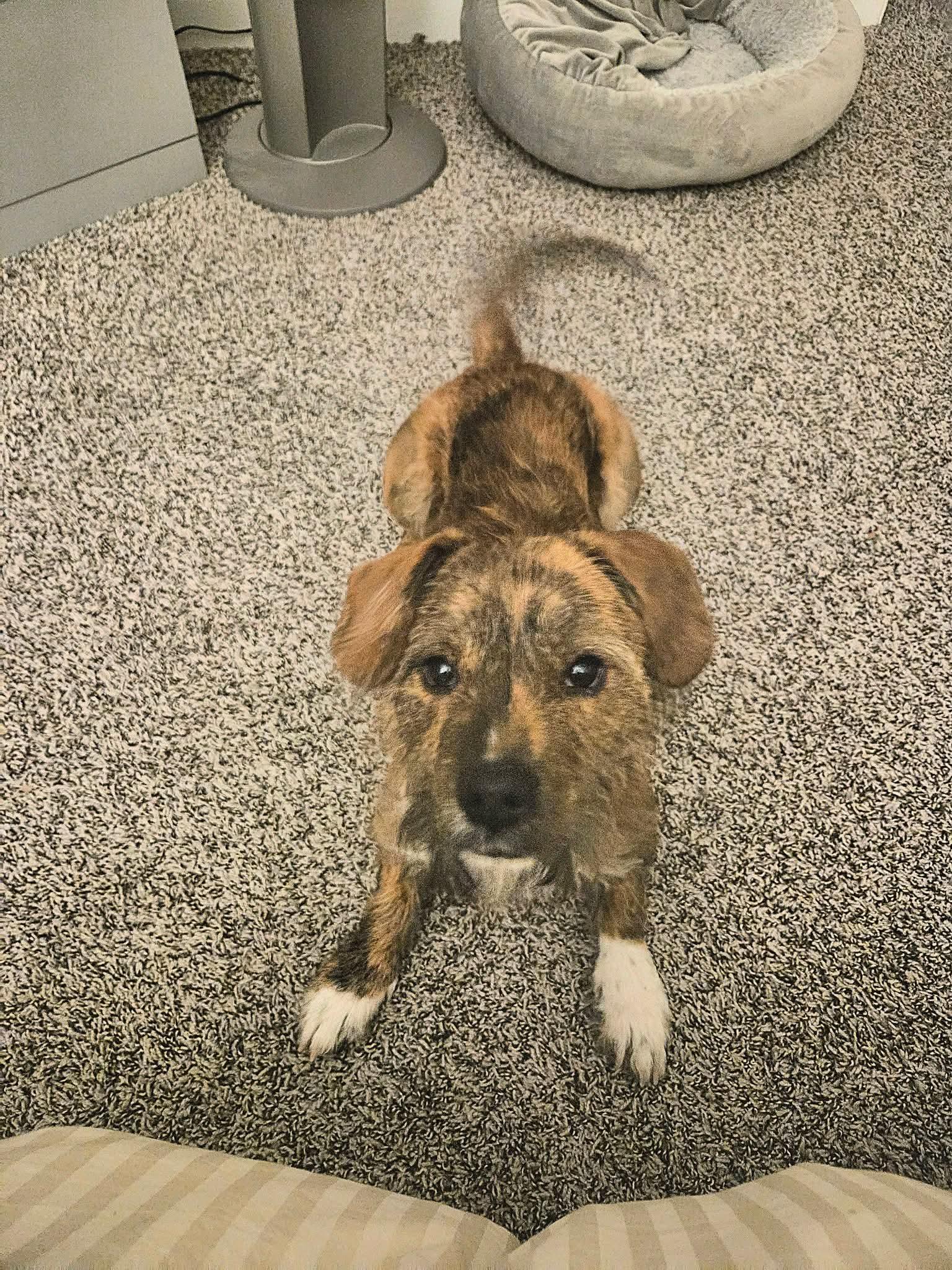 Enlarge DOUGLAS    $425, a ADOPTABLE mixed breed in Milwaukee, WI image 3/5