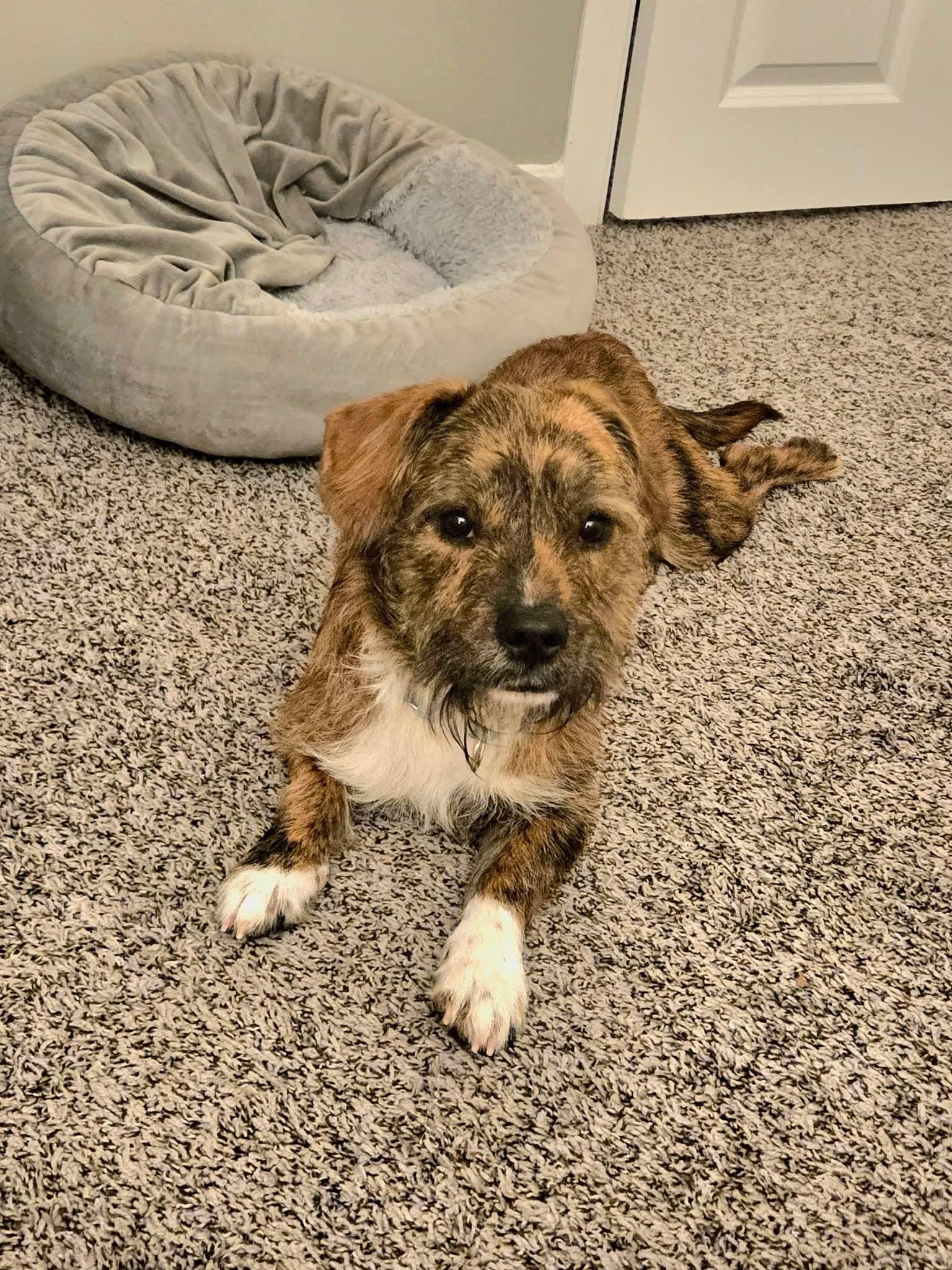 DOUGLAS    $425, ADOPTABLE, Adult Male Terrier.