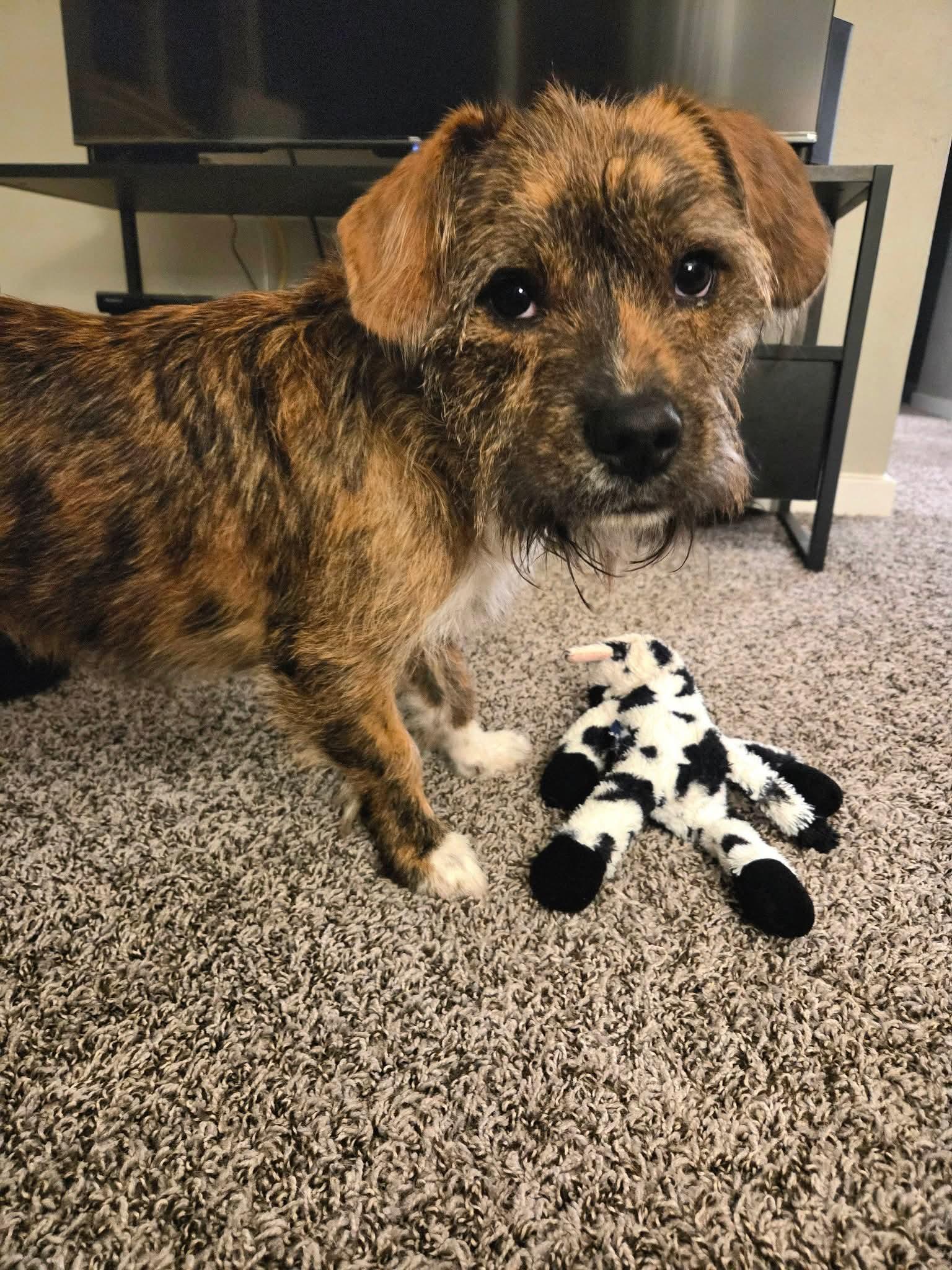 Enlarge DOUGLAS    $425, a ADOPTABLE mixed breed in Milwaukee, WI image 5/5