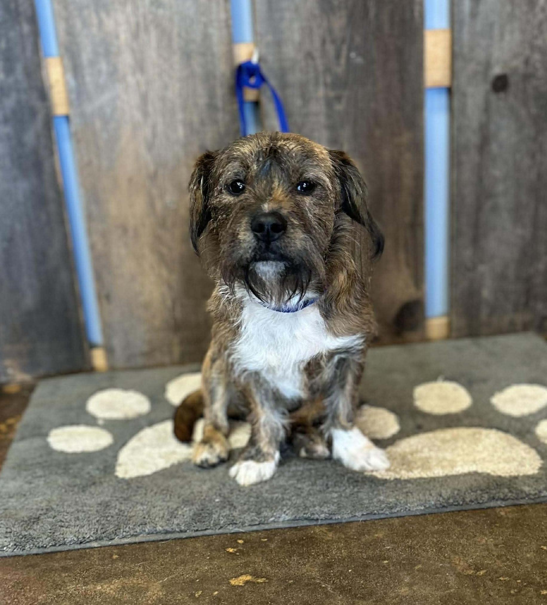 DOUGLAS    $425, ADOPTABLE, Adult Male Terrier.