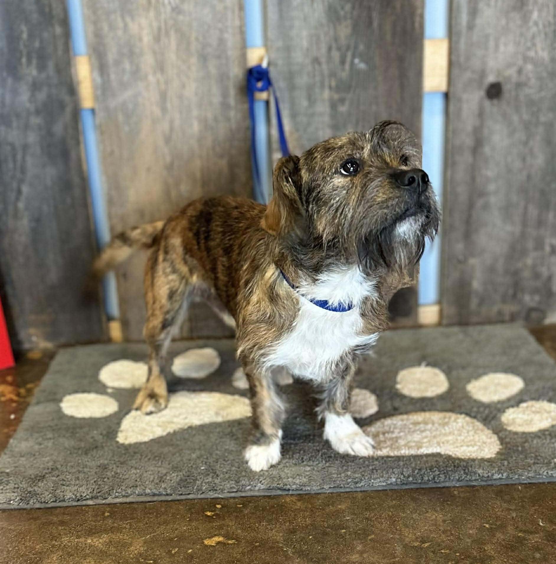 DOUGLAS $425, a ADOPTABLE mixed breed in Milwaukee, WI image 5/6