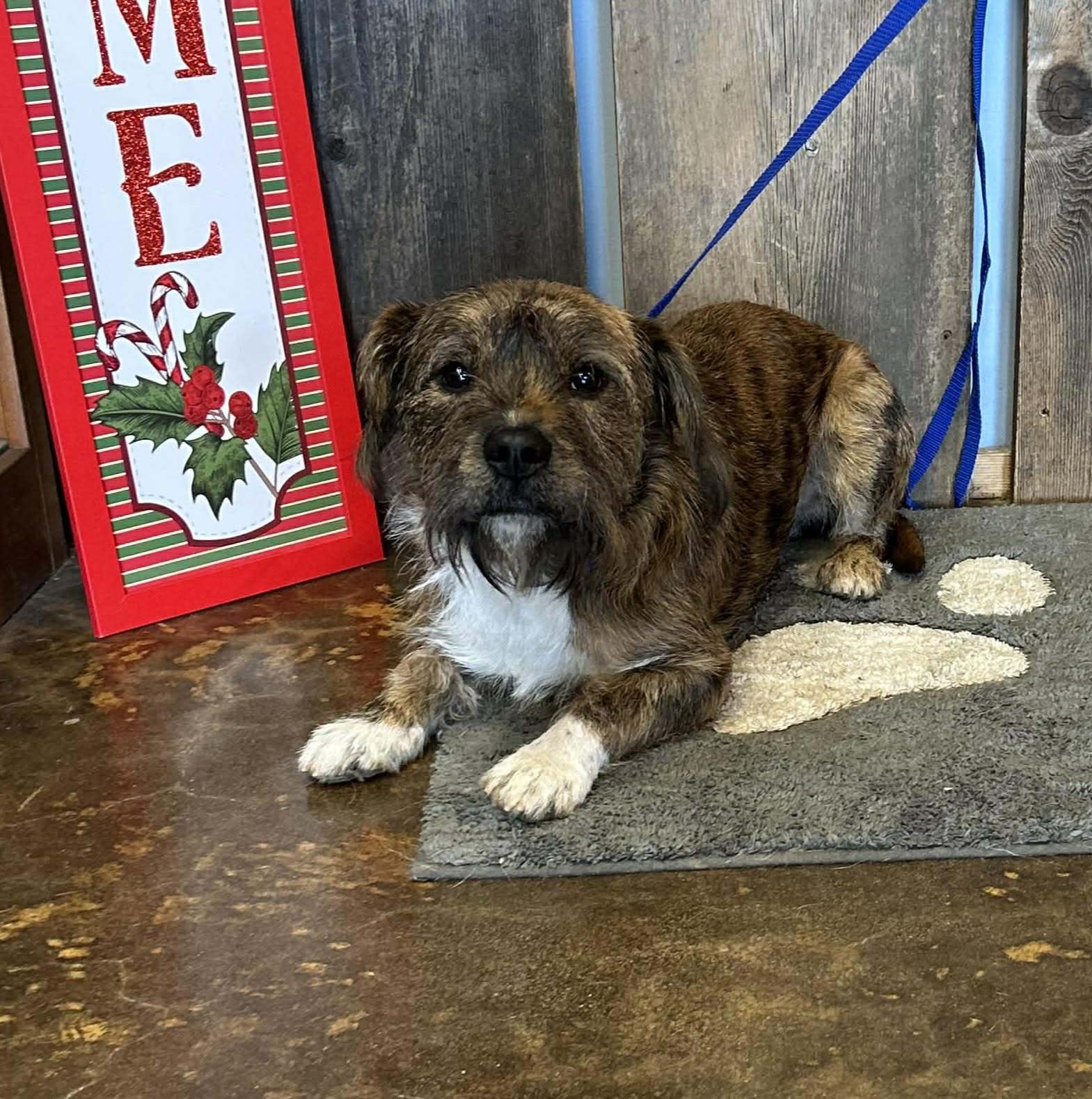 DOUGLAS $425, a ADOPTABLE mixed breed in Milwaukee, WI image 3/6