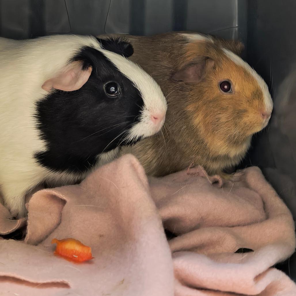 Enlarge Tipsy with Tito, a Adoptable Guinea Pig in Springfield, MA image 1/2