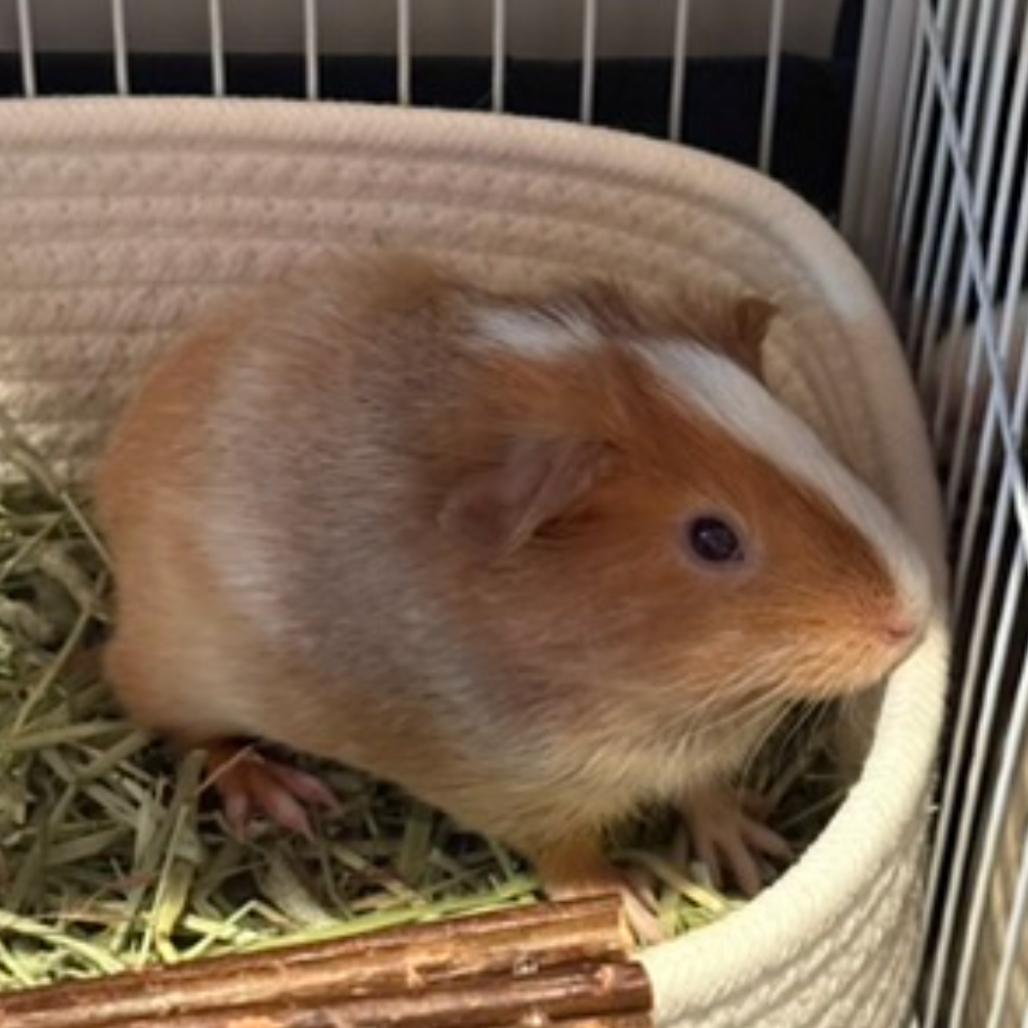 Enlarge Tipsy with Tito, a Adoptable Guinea Pig in Springfield, MA image 2/2