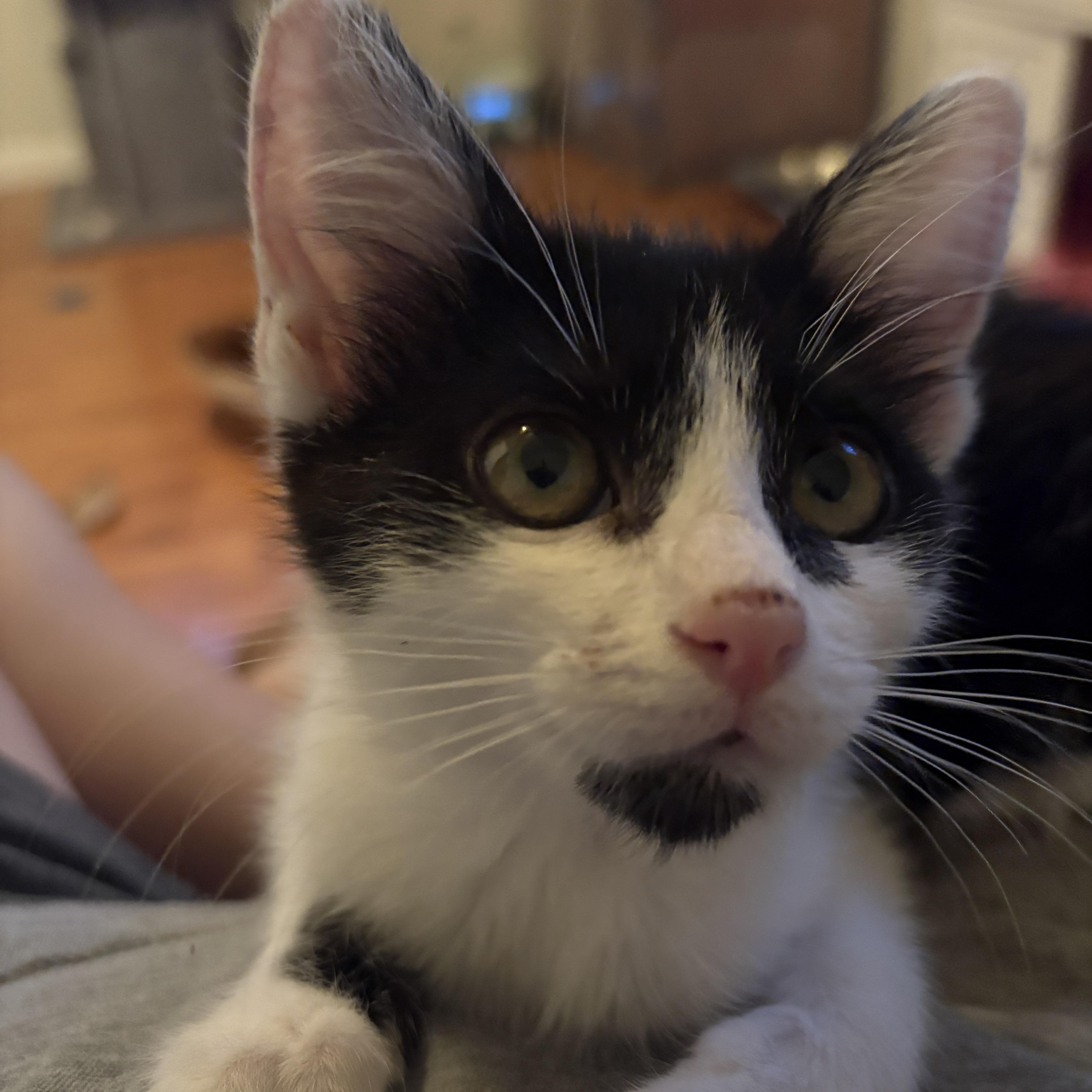 Bentley, ADOPTABLE, Kitten Male Domestic Short Hair.