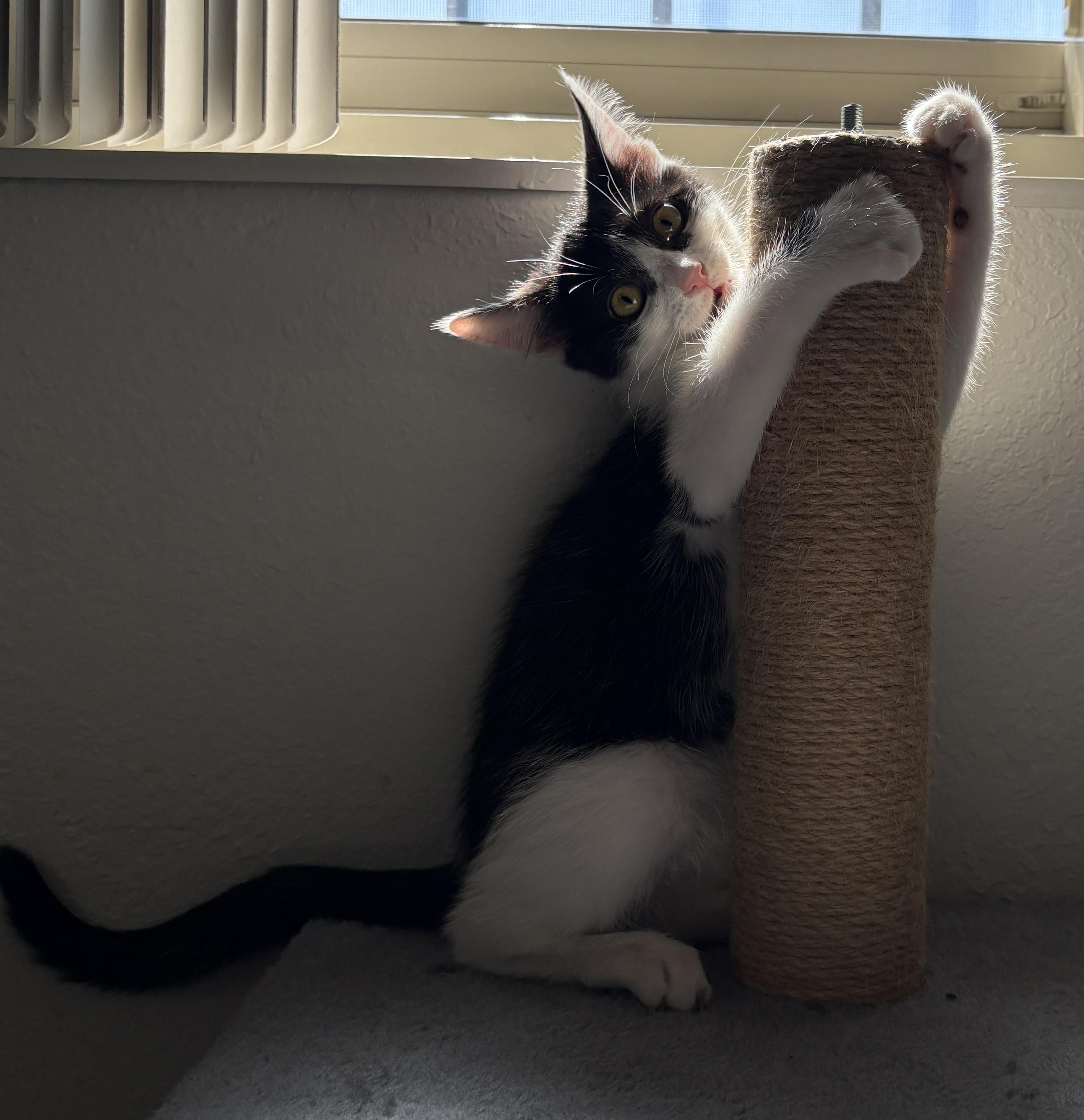 Bentley, a ADOPTABLE Domestic Short Hair in Albuquerque, NM image 2/3