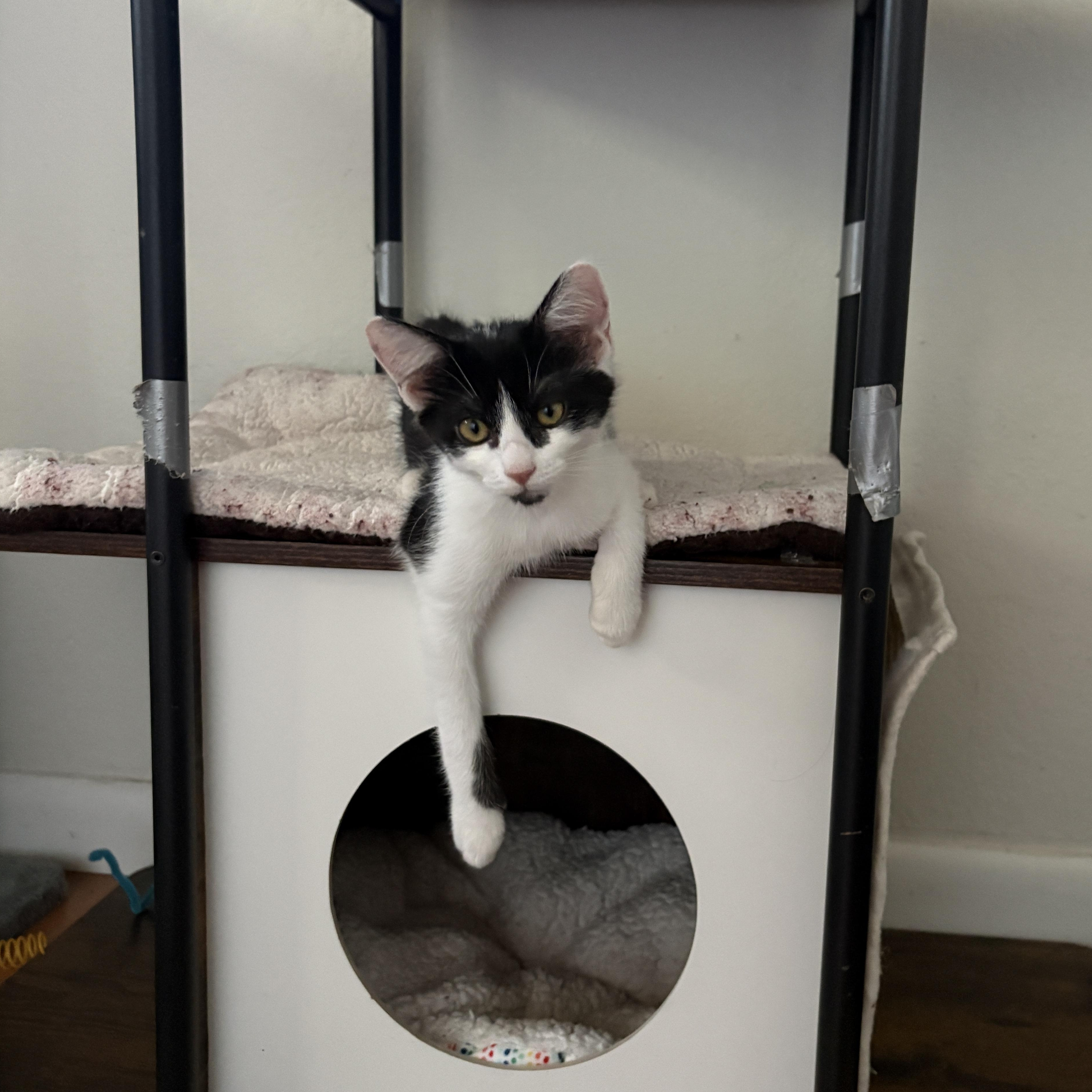 Bentley, a ADOPTABLE Domestic Short Hair in Albuquerque, NM image 3/3