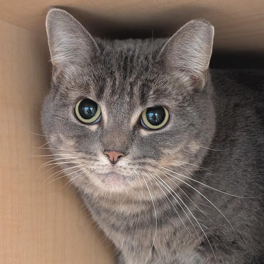 Enlarge Gracie, a Adoptable Domestic Short Hair in Washington Township, OH image 1/1