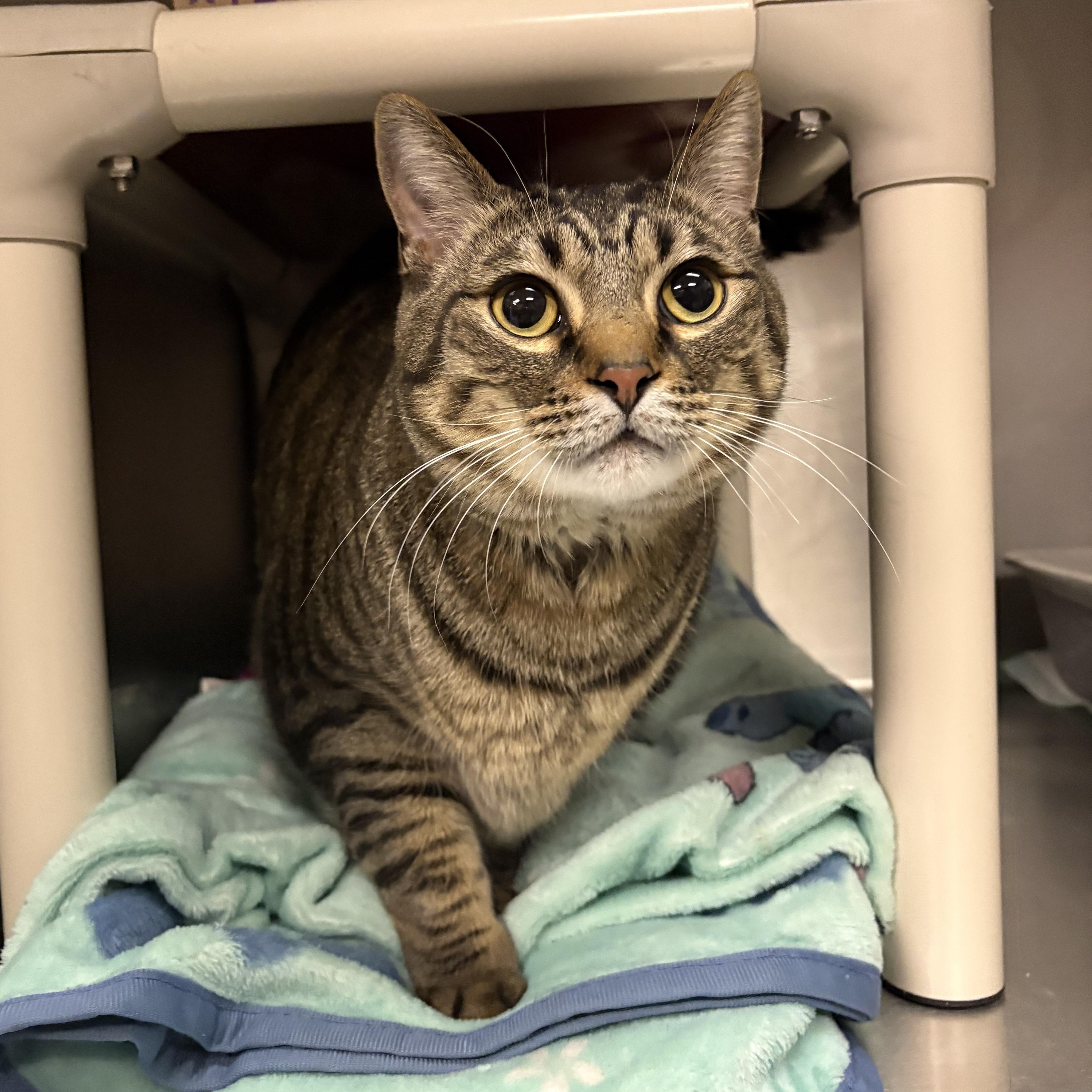 Enlarge Yoongi, a Adopted Domestic Short Hair in Leavenworth, KS image 1/2