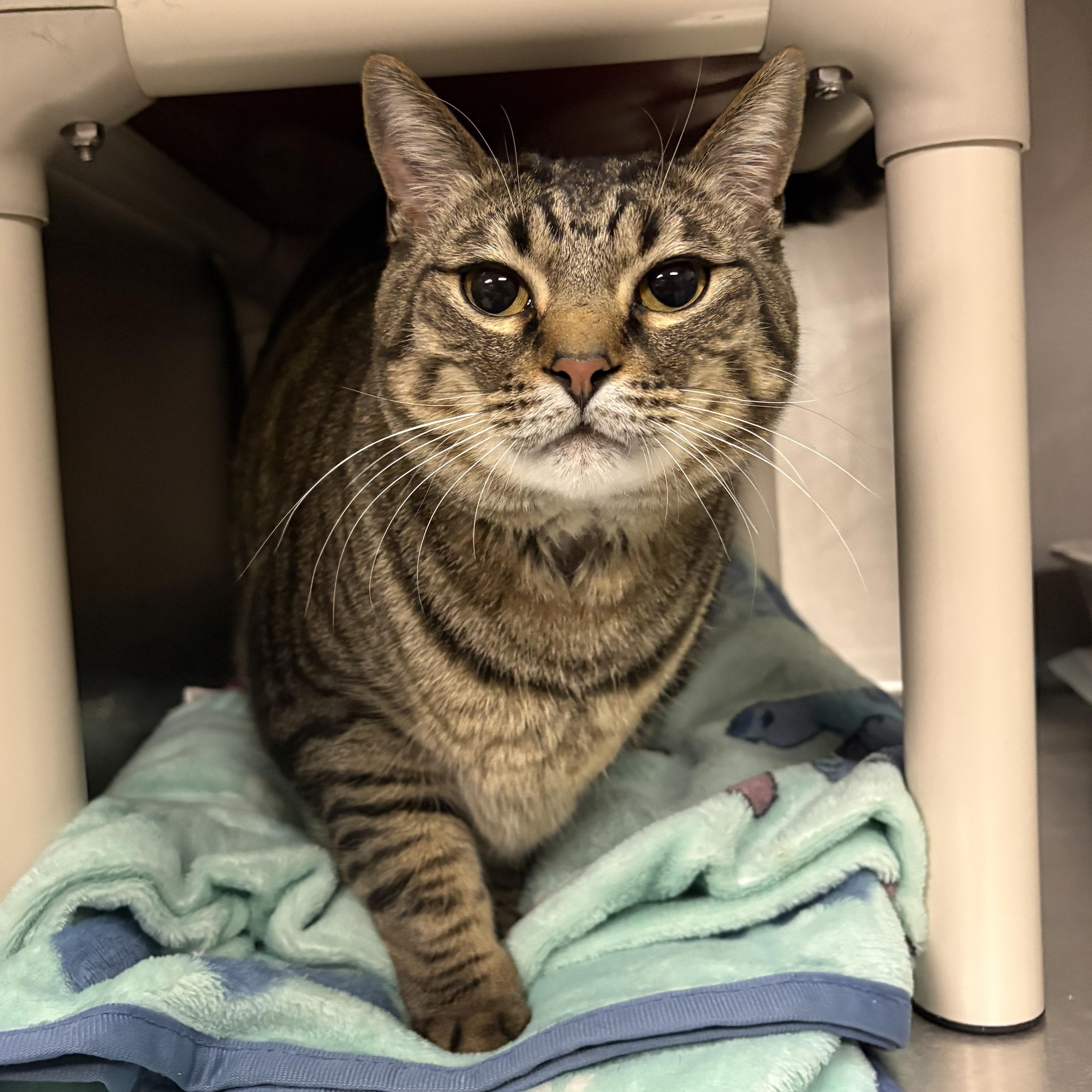 Enlarge Yoongi, a Adopted Domestic Short Hair in Leavenworth, KS image 2/2