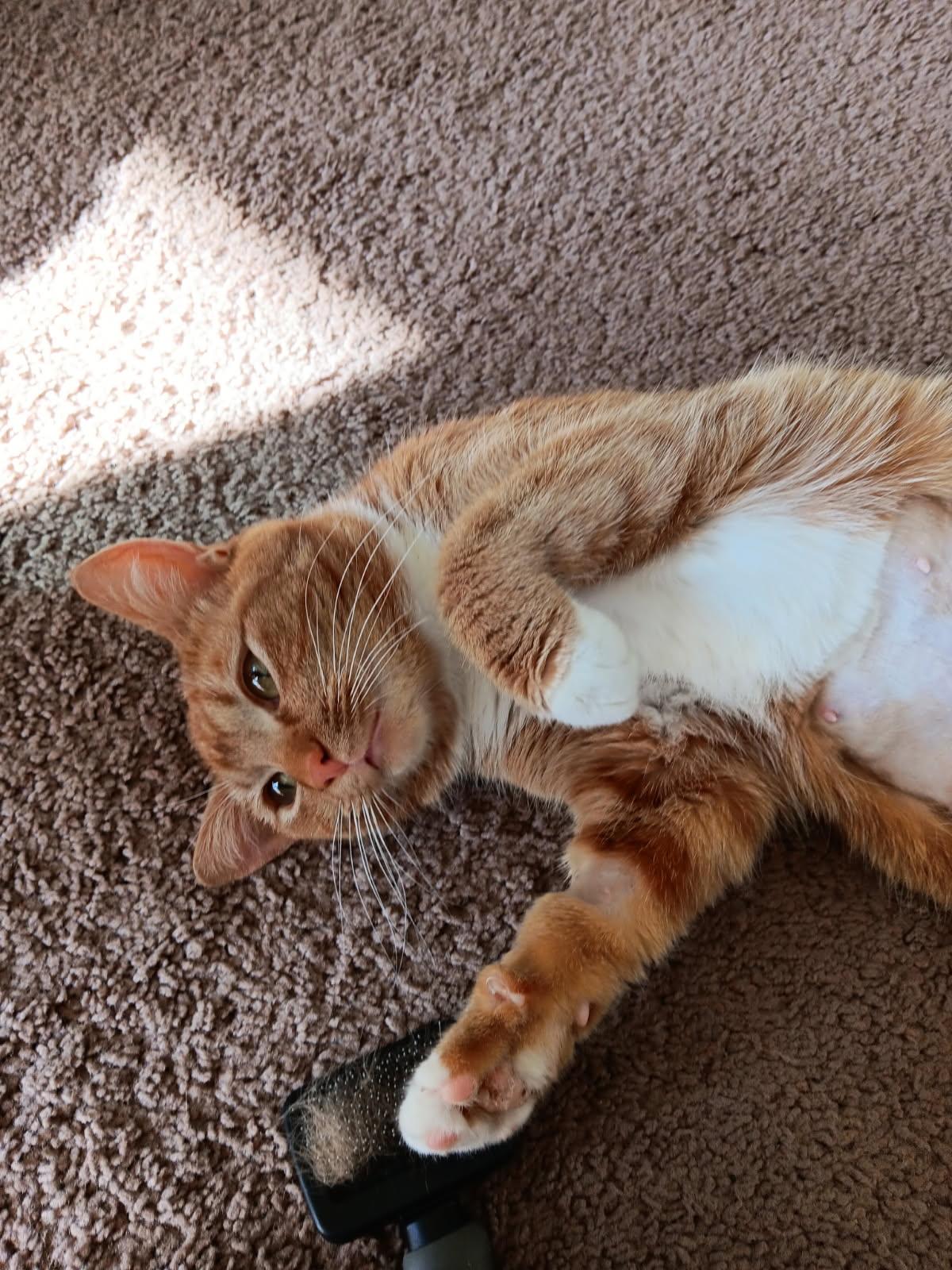 Cheddar, Baby Female Domestic Short Hair